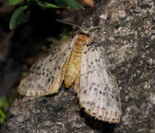 Image of Lyelliana dryophila Turner 1917