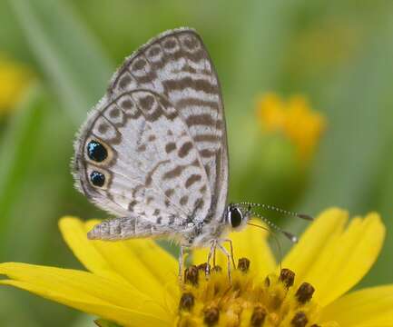 Image of Cassius Blue