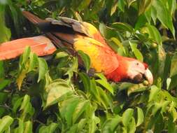 Image of Scarlet Macaw