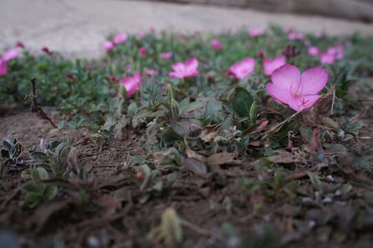 Image of Oenothera deserticola (Loes.) Munz