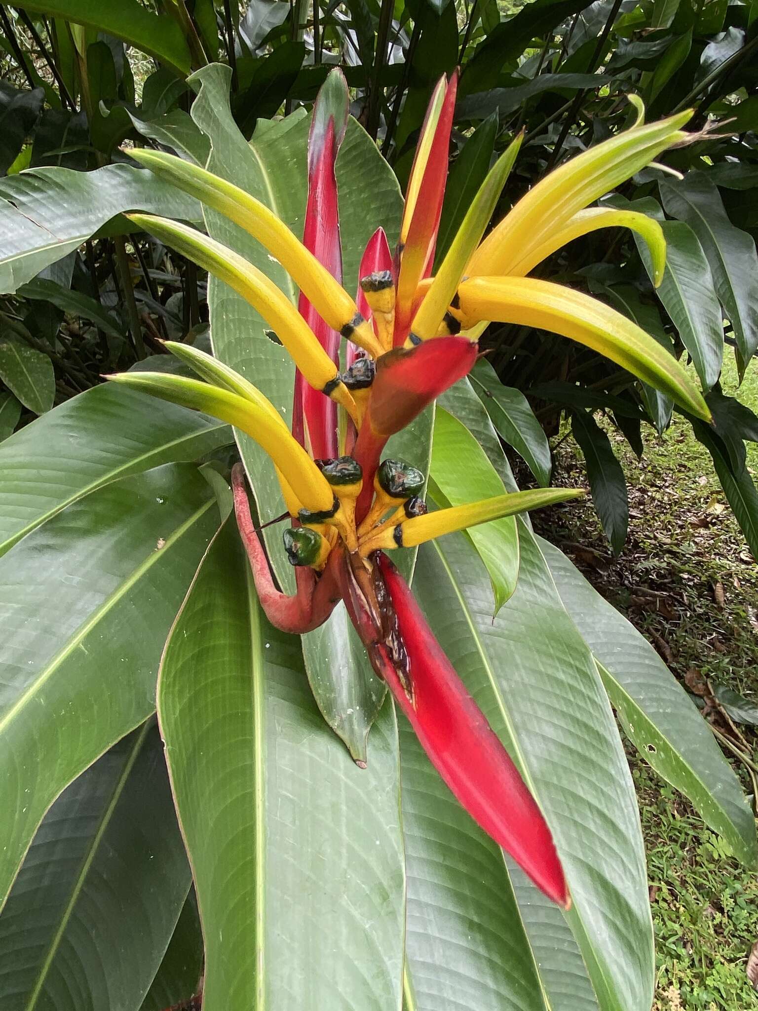 Image of wild plantain