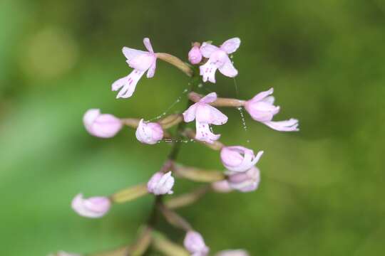 Image of Stenoglottis zambesiaca Rolfe