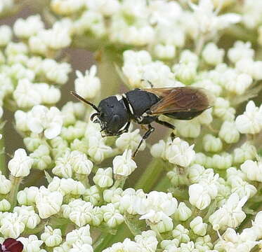 Image de Hylaeus cornutus Curtis 1831