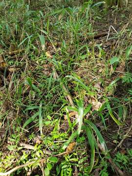 Image of Savannah-Panic Grass