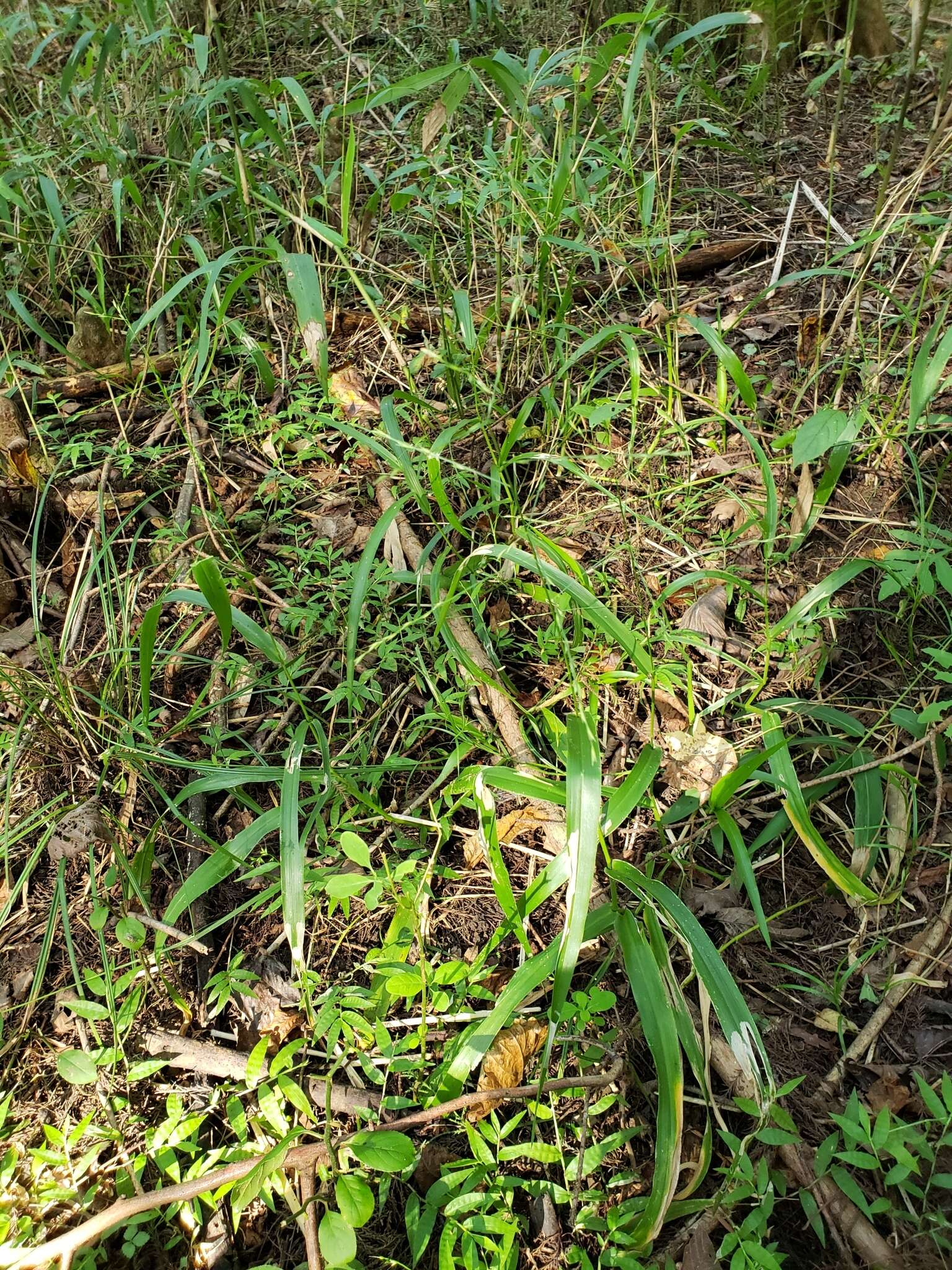 Image of Savannah-Panic Grass