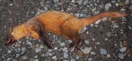 Image of Japanese Marten