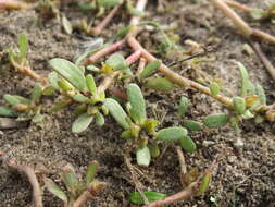 Image of common purslane