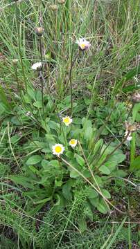 Image of Bellis sylvestris Cyr.