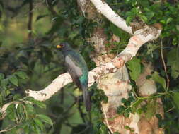 صورة Trogon melanurus Swainson 1838