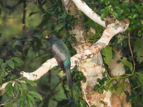 Image of Black-tailed Trogon