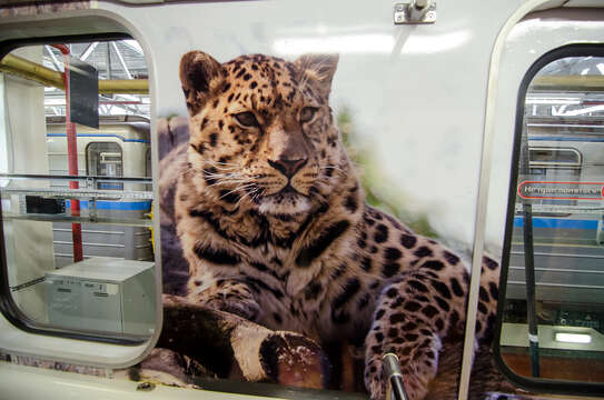 Image of Amur leopard