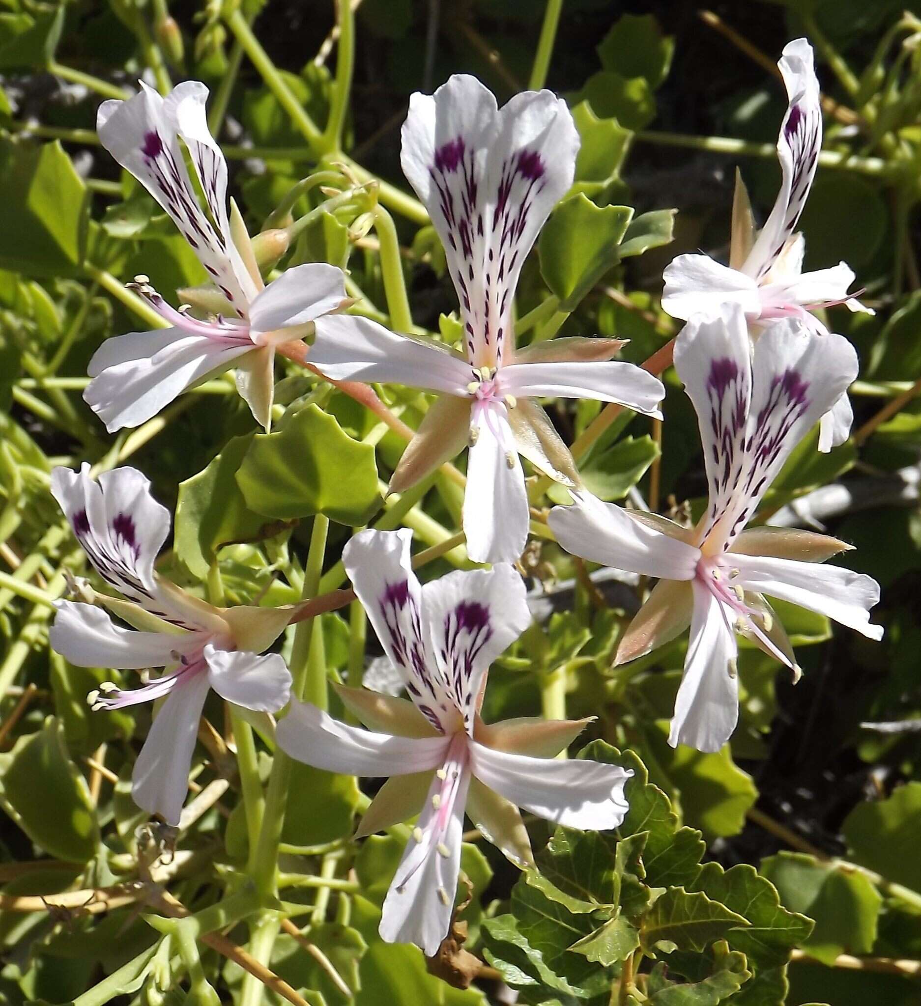 Image of Pelargonium spinosum Willd.