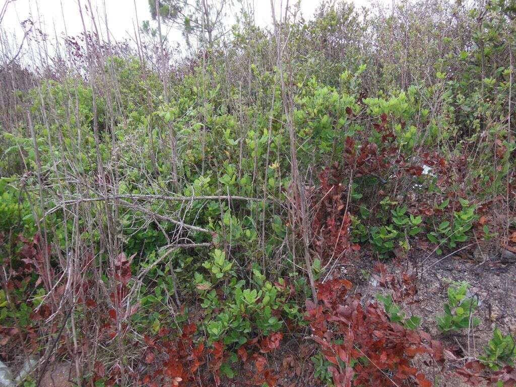 Слика од Quercus sebifera Trel.