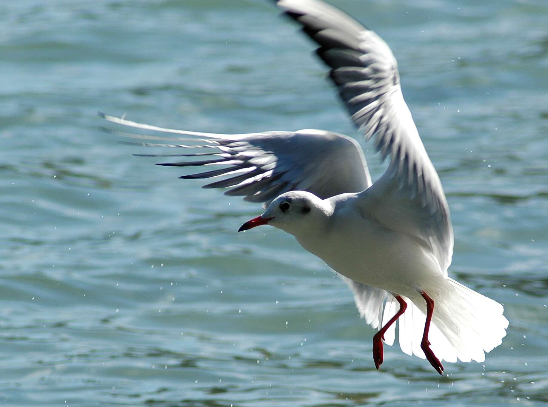 Image of Black-headed Gull