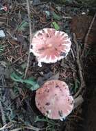 Image of Leucoagaricus lilaceus Singer 1952