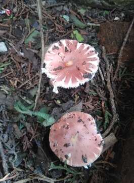 Image of Leucoagaricus lilaceus Singer 1952