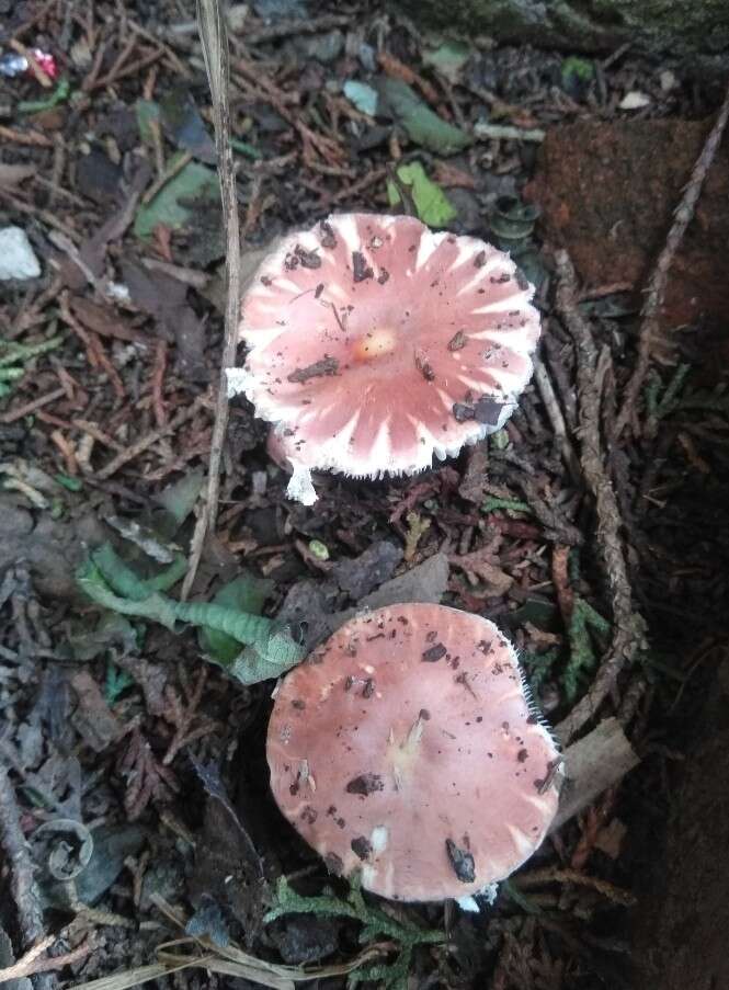 Image of Leucoagaricus lilaceus Singer 1952