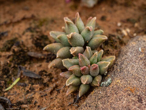 Image of Adromischus marianiae (Marloth) A. Berger