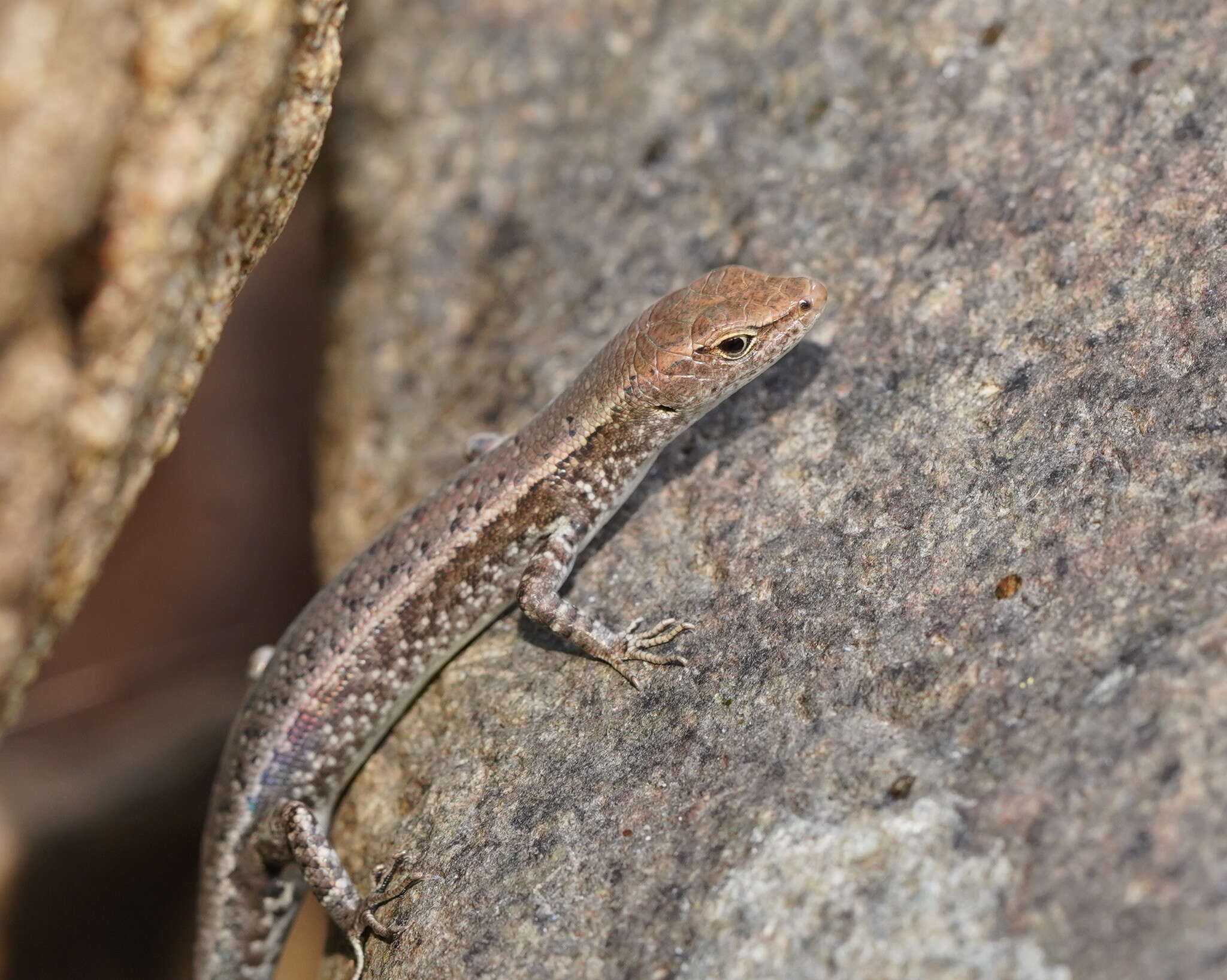 Image of Saxicoline Sunskink