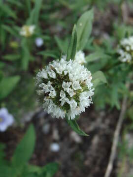 Image of bouquet false buttonweed