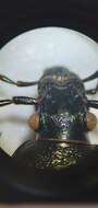 Image of Carabus (Ohomopterus) insulicola kantoensis Ishikawa & Ujiie 2000