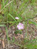 Image of Polymeria calycina R. Br.