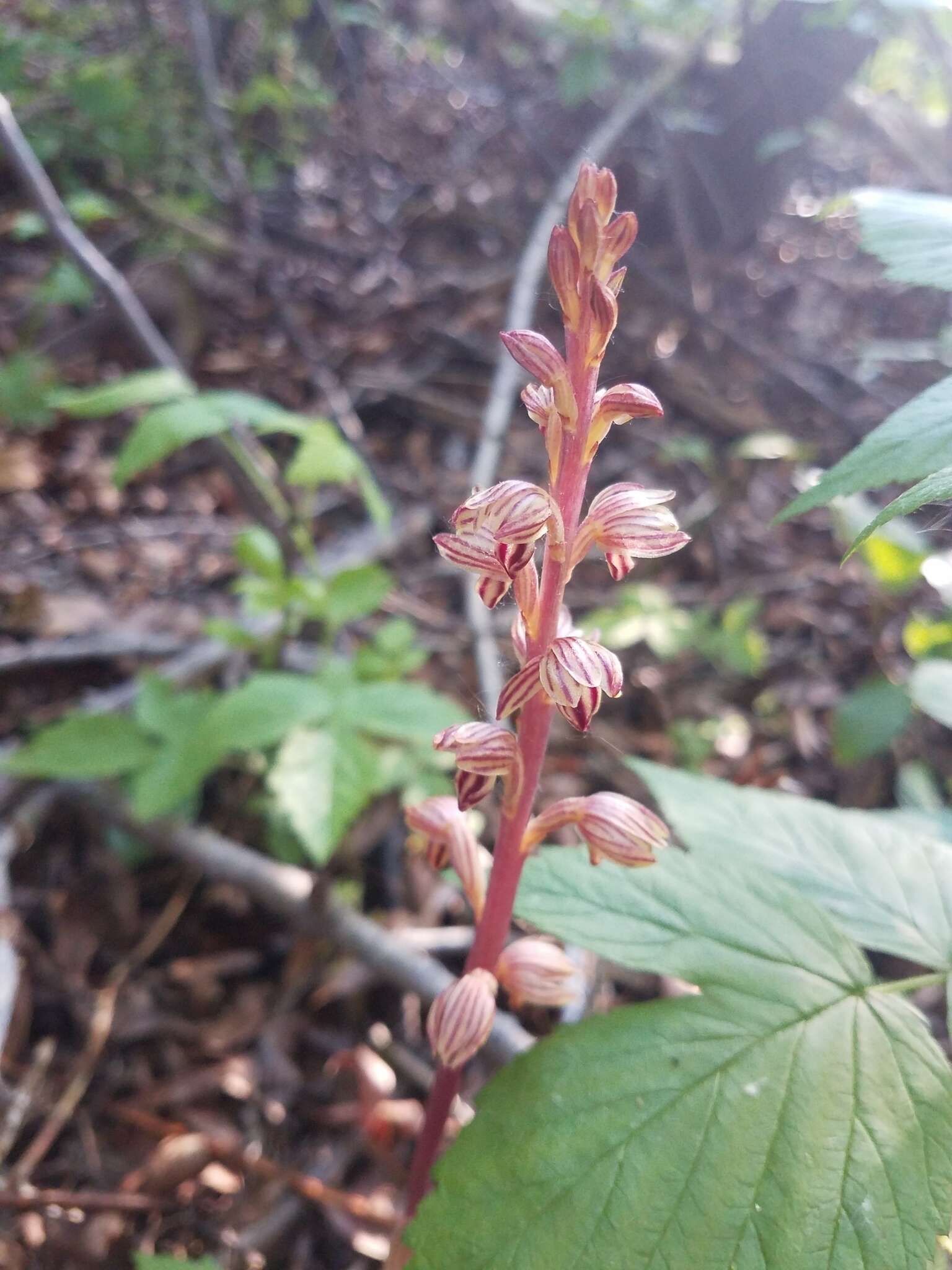 Image of Vreeland's coralroot