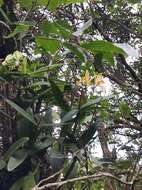 Image of Forbes' Cattleya