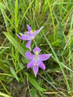 Image of Oklahoma grasspink