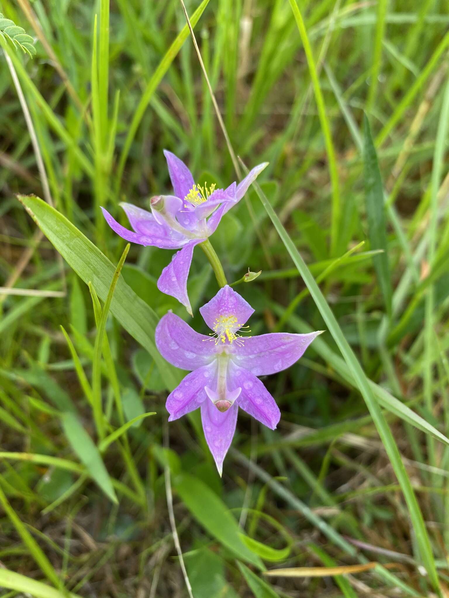 Image of Oklahoma grasspink