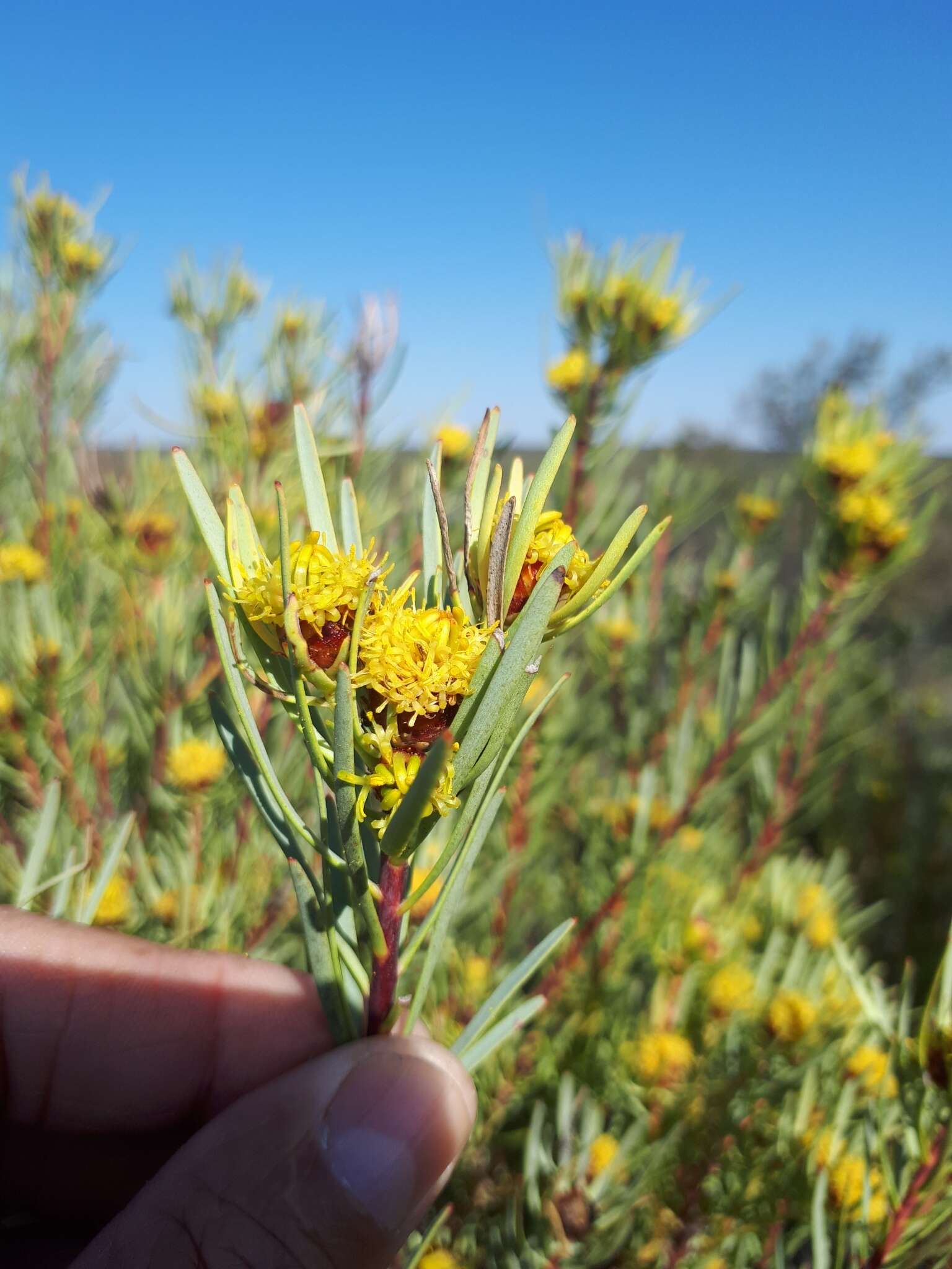 Image of Leucadendron meyerianum H. Buek ex Meissn.