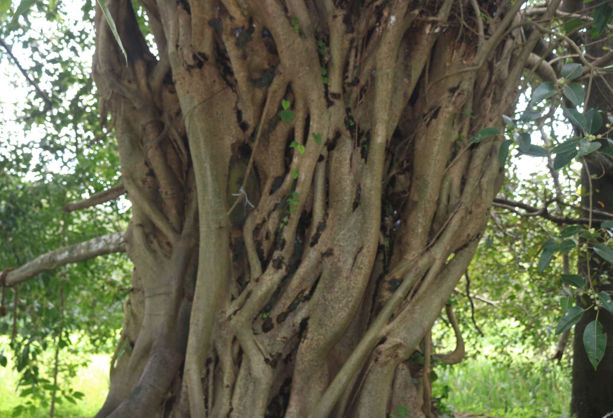 Image of Ficus amplissima Sm.