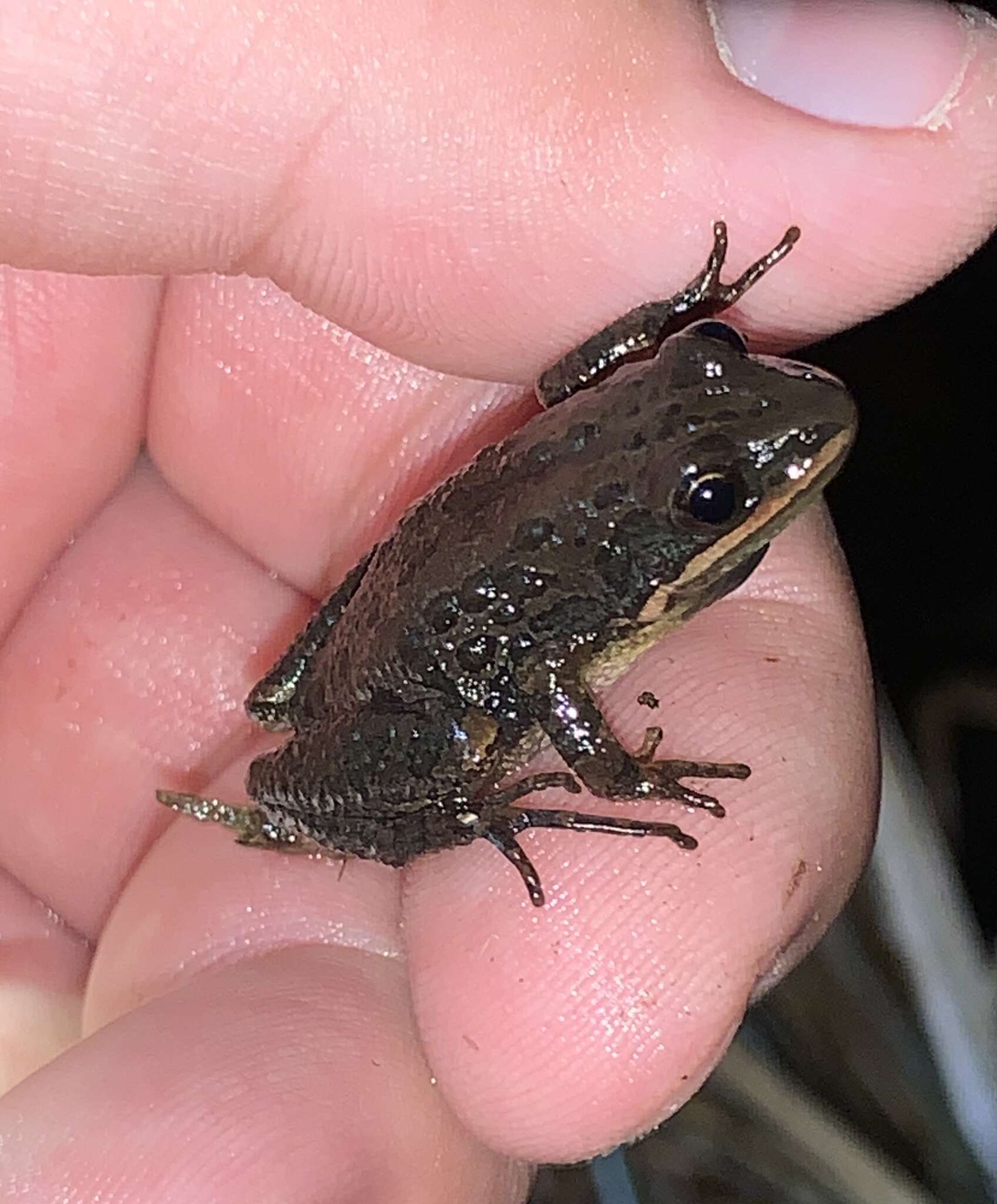 Image of Southern Chorus Frog