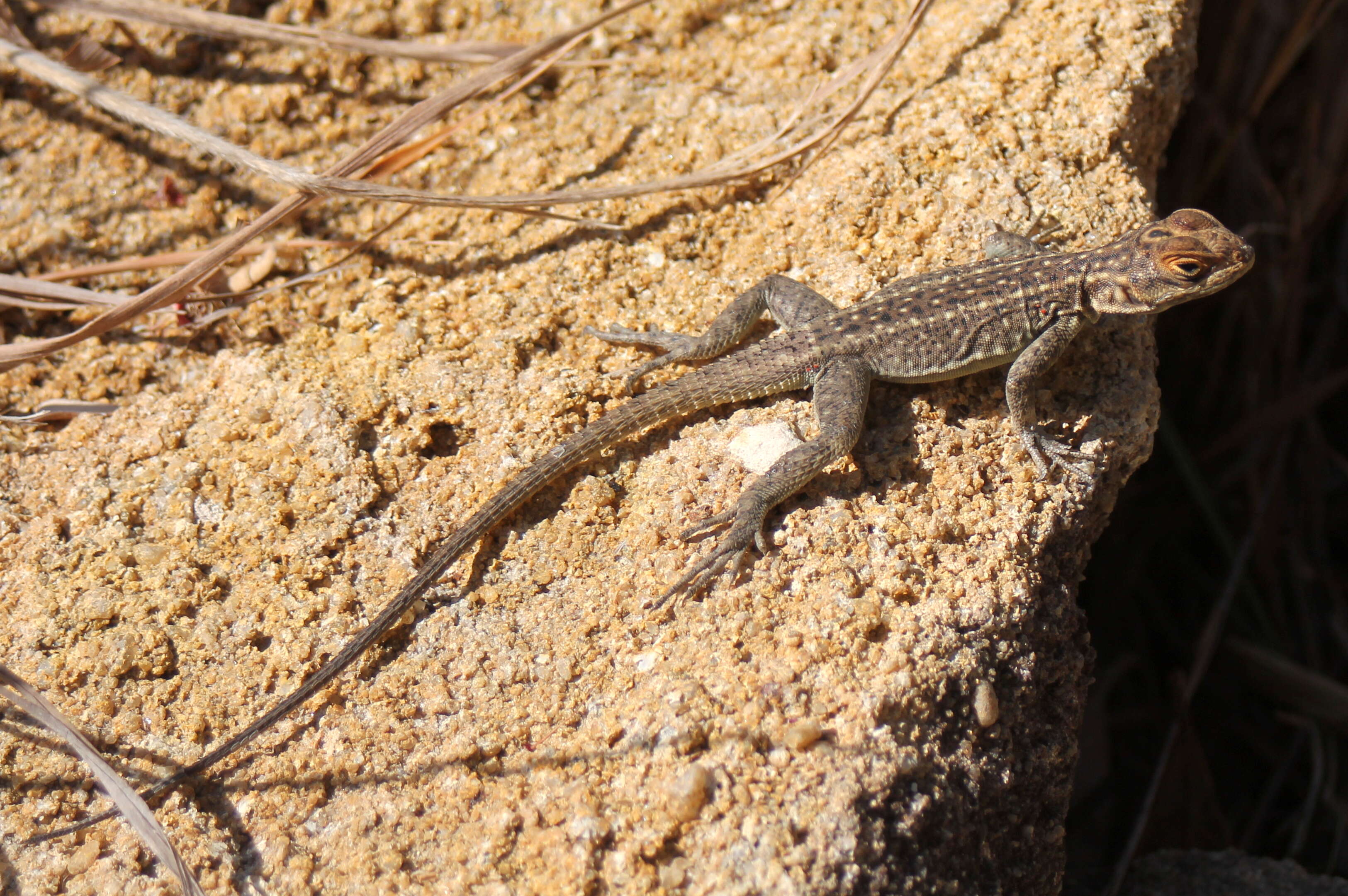 Image of Duméril's Madagascar Swift