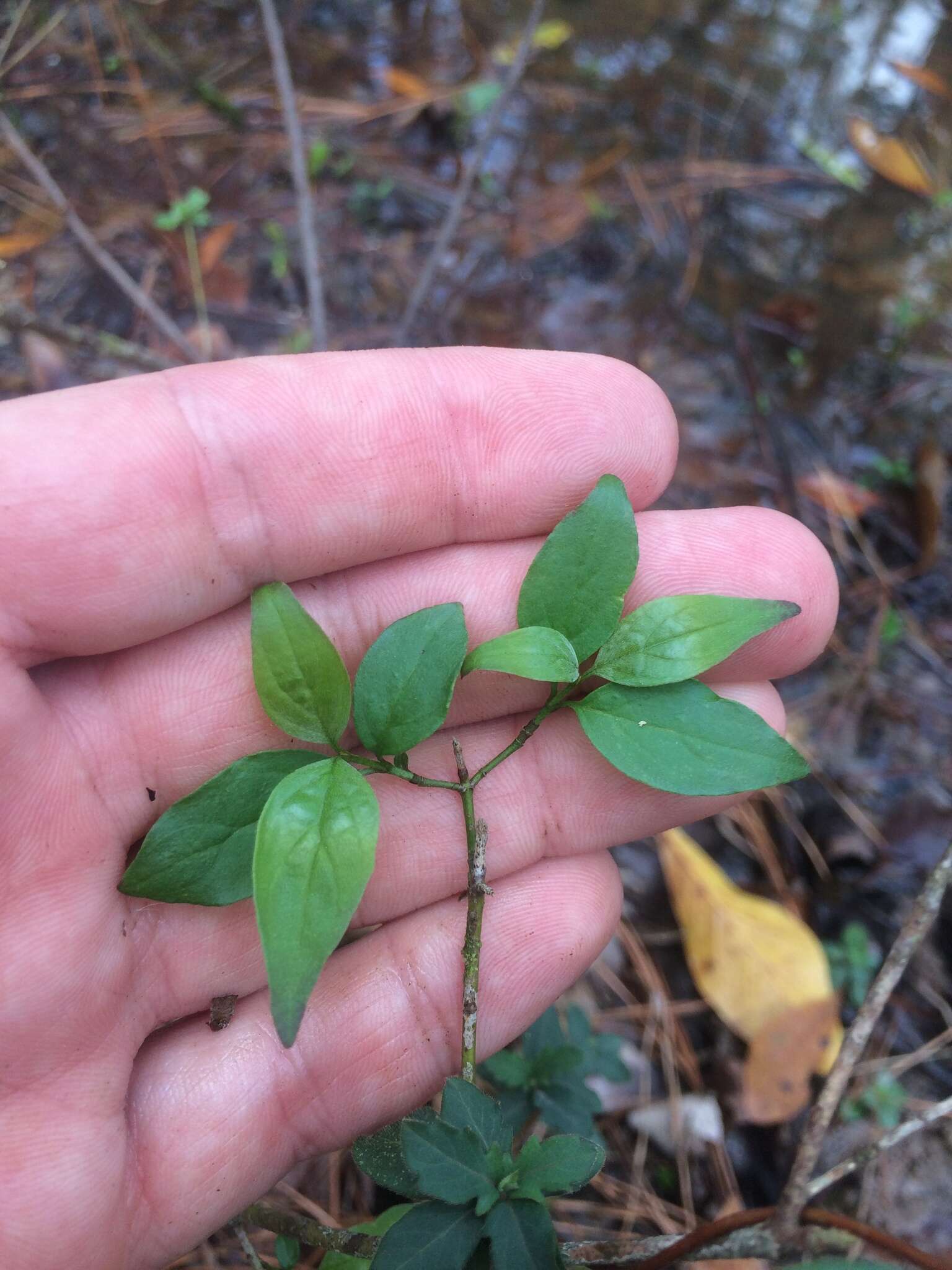 Image de Cornus foemina Mill.