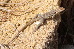 Image of Duméril's Madagascar Swift