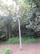 Image of Ficus trichopoda Bak.