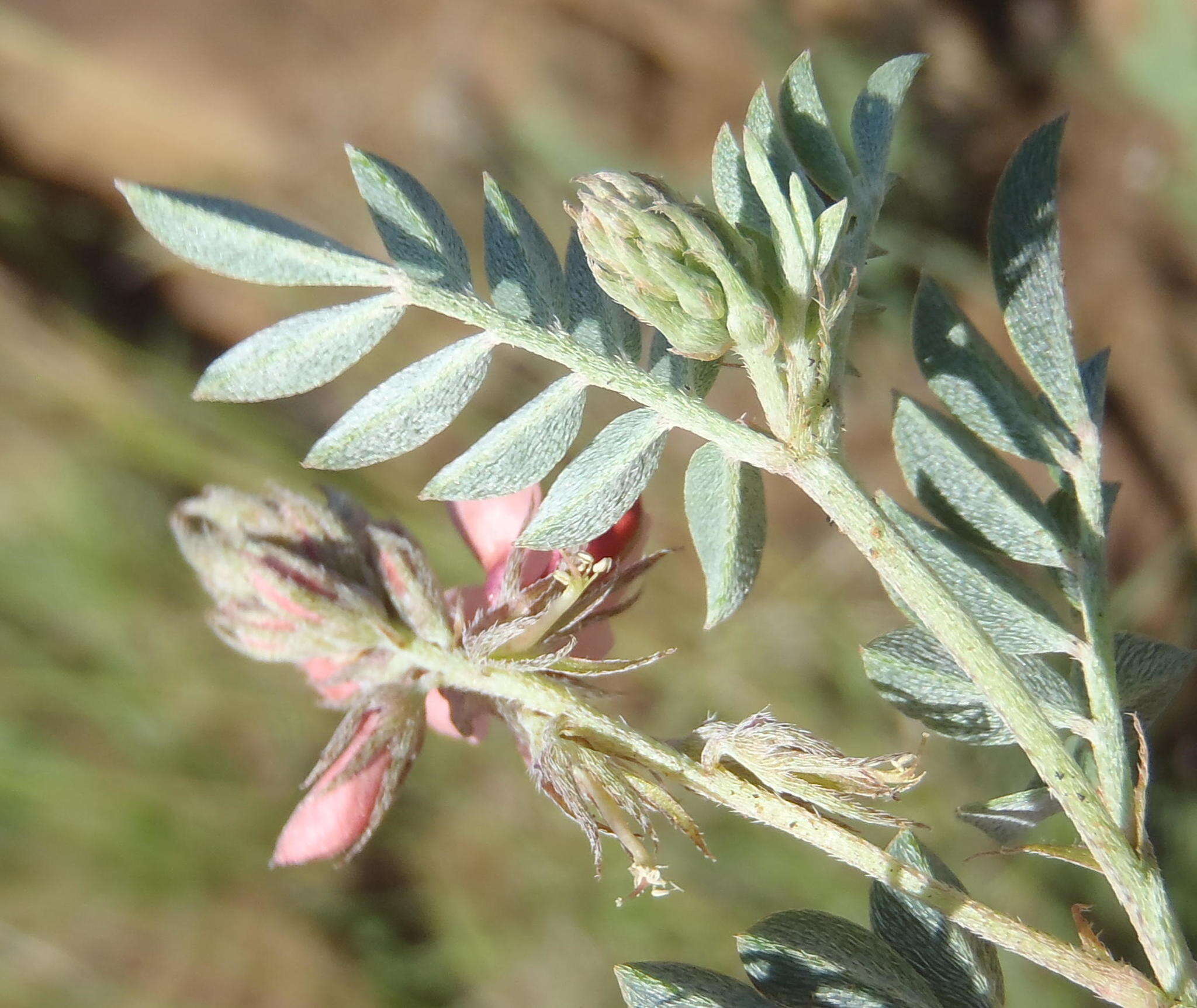 Plancia ëd Indigofera alternans DC.