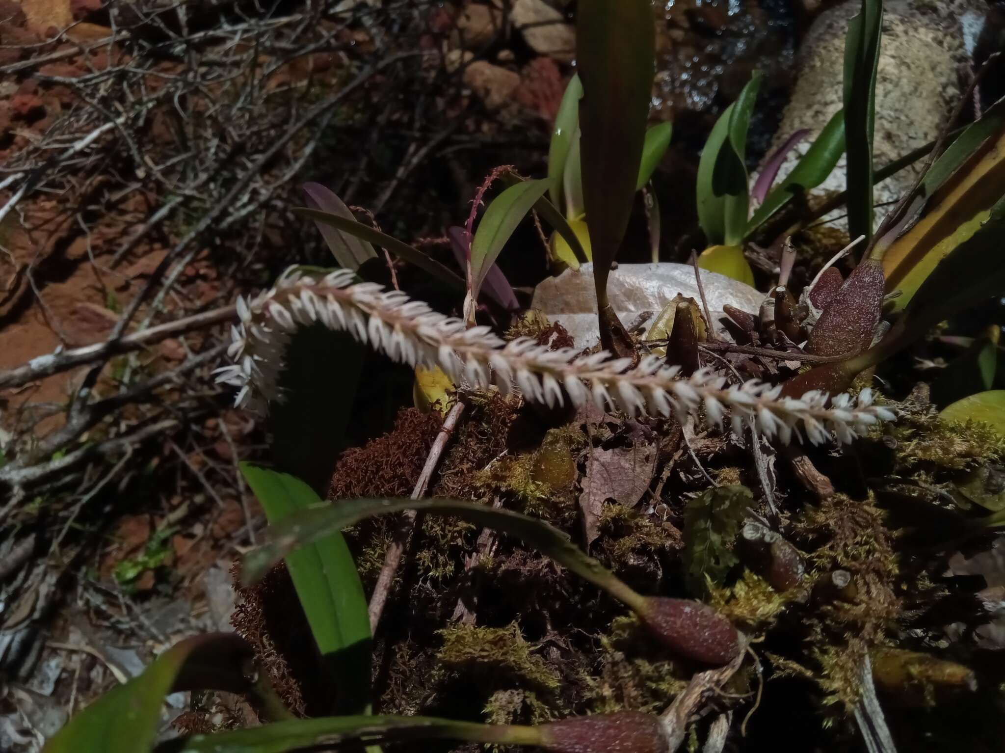 Image of Bulbophyllum multiflorum Ridl.