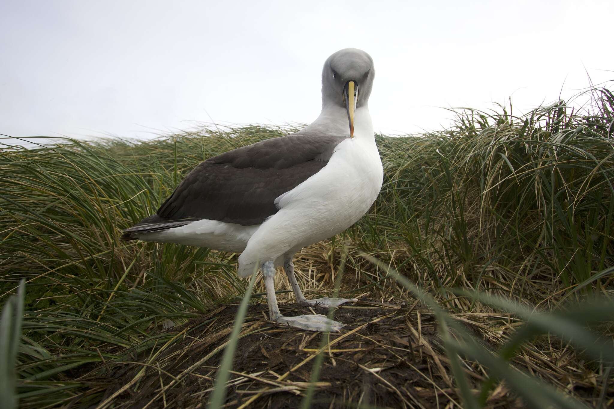 Image of Grey-headed Albatross