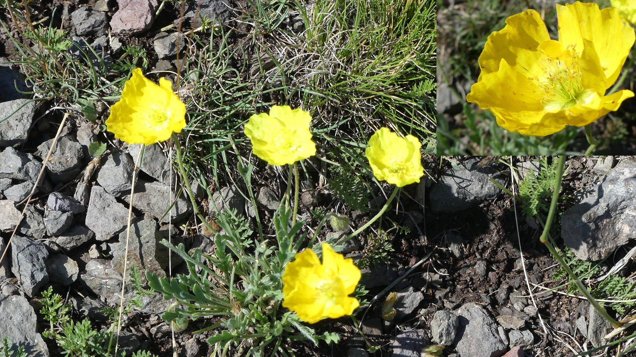 Image of Icelandic poppy