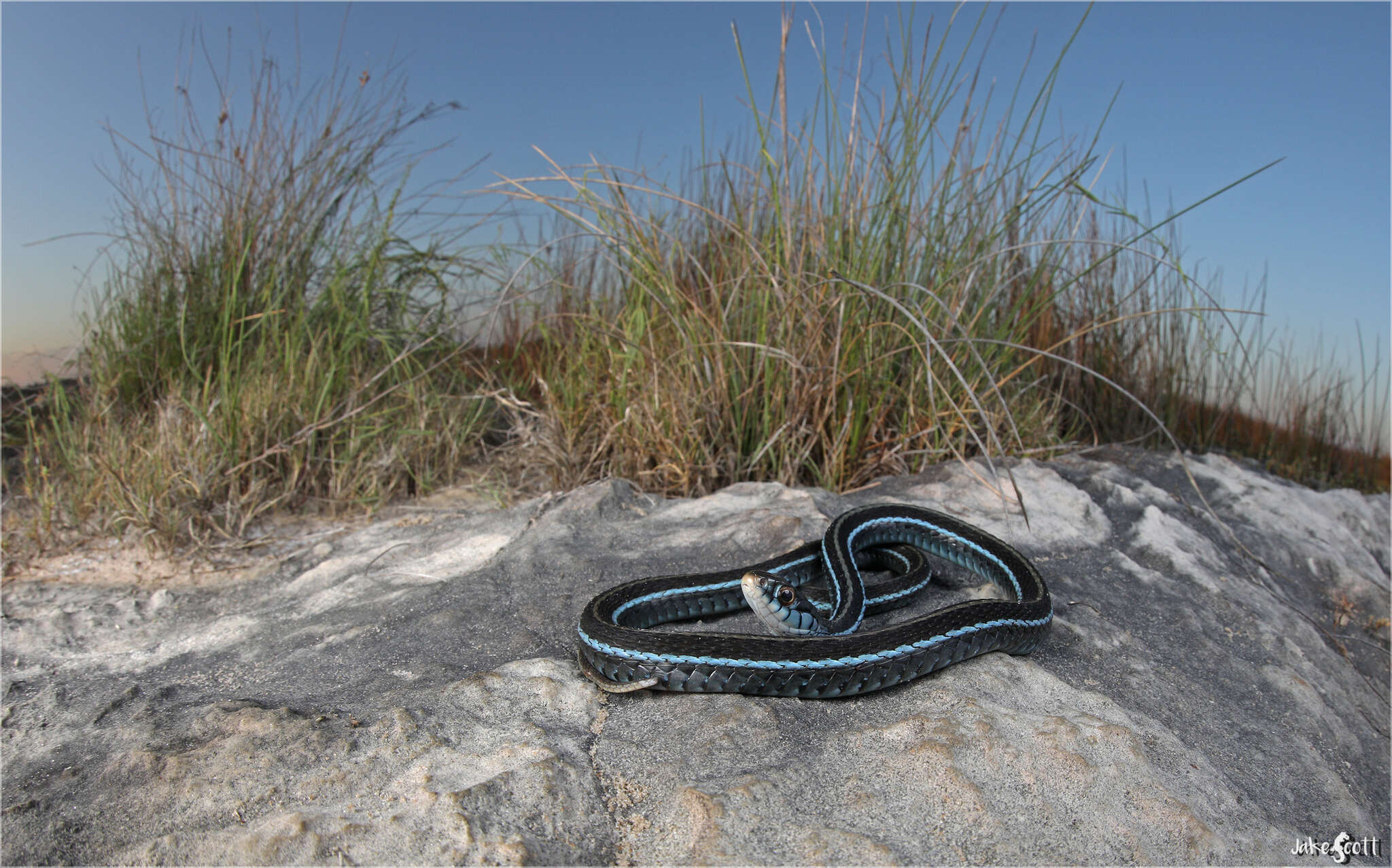 Image of Thamnophis sirtalis similis Rossman 1965