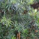 Image of Podocarpus polystachyus R. Br. ex Endl.