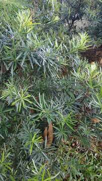 Podocarpus polystachyus R. Br. ex Endl. resmi