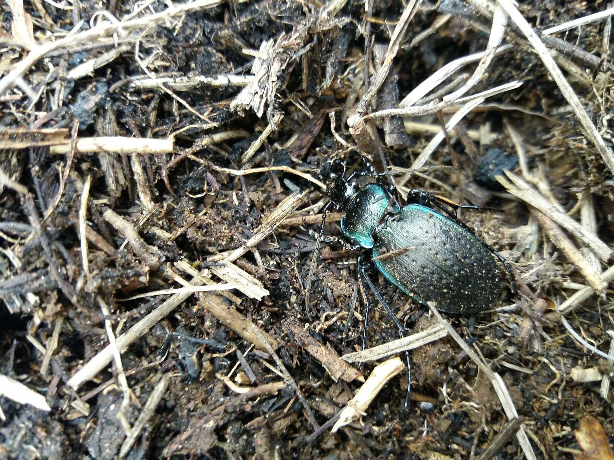 Слика од Carabus (Oreocarabus) luetgensi luetgensi Beuthin 1886