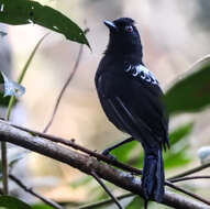 Image of Fringe-backed Fire-eye