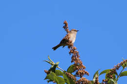 صورة Prunella modularis occidentalis (Hartert 1910)