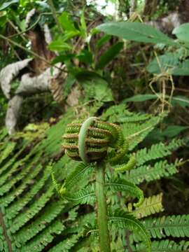 Imagem de Alsophila dryopteroides (Maxon) R. Tryon