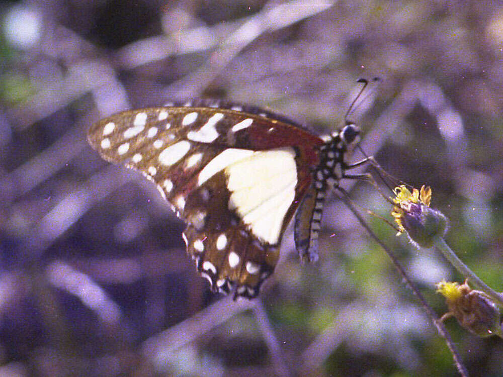 Image de Graphium angolanus (Goeze 1779)