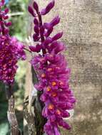 Image of Dendrobium secundum (Blume) Lindl. ex Wall.